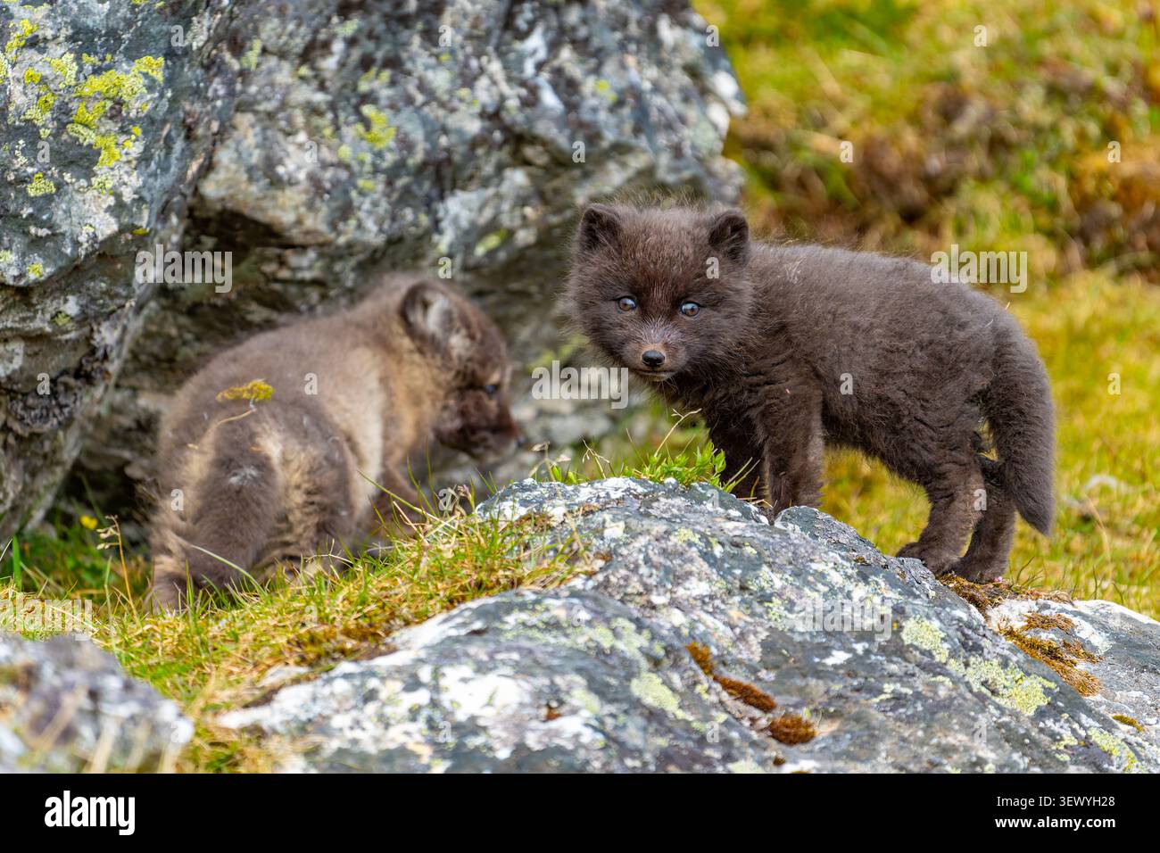 Cuccioli di volpe artica, che mostrano la loro pelliccia di morfo blu scuro, in piedi tra rocce ricoperte di licheni e erba verde corta nel loro habitat naturale di tundra durante la t Foto Stock