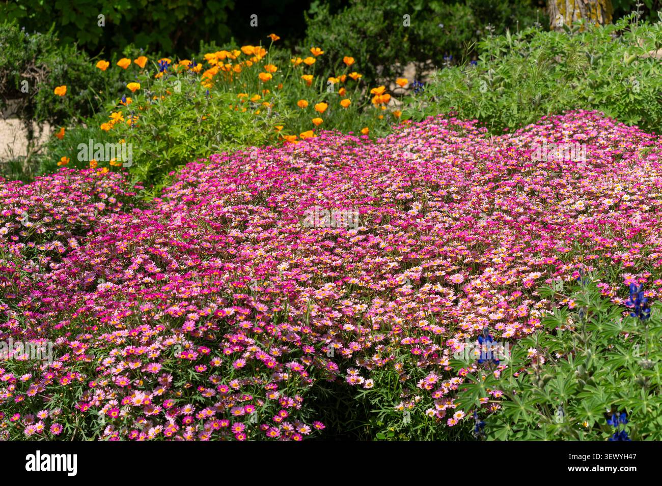Campo di margherite bianche e rosa vibranti che fioriscono abbondantemente, creando uno sfondo naturale colorato e fresco, che simboleggia la primavera, la crescita, Foto Stock