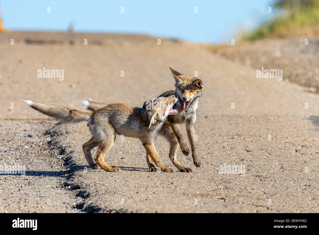 Due cuccioli di volpe rossi si stanno impegnando in un'intensa lotta su una pista asciutta e polverosa sotto un cielo blu limpido, dimostrando la loro natura selvaggia e il loro beh territoriale Foto Stock