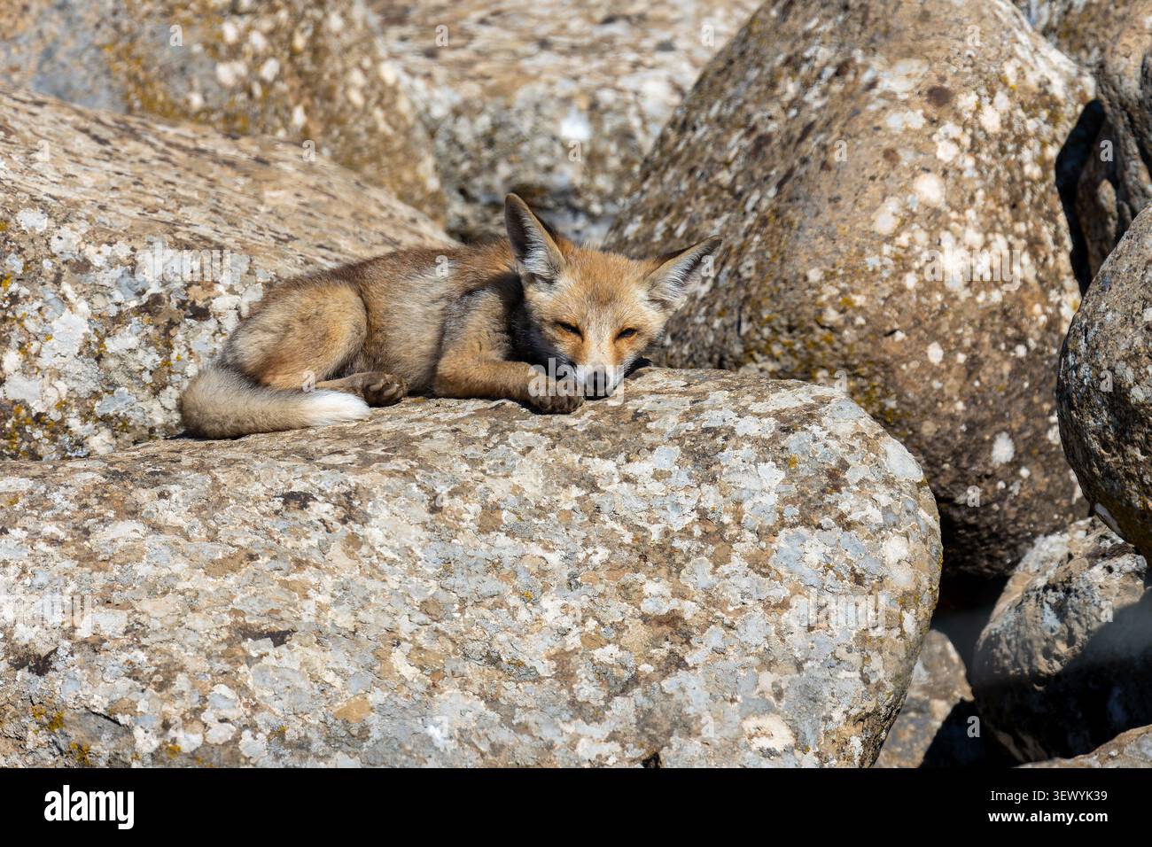 Il cucciolo di volpe rossa (Vulpes vulpes) si riposa tranquillamente su un letto di grandi rocce grigie, godendosi una giornata di sole nel suo habitat naturale, mostrando selvaggi Foto Stock