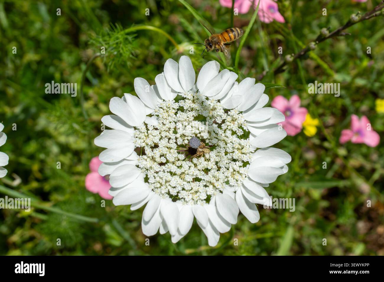 Ape del miele che si avvicina a un fiore bianco del pizzo della Regina Anna in un vibrante prato verde in primavera, simboleggiando l'impollinazione, la natura e la biodiversità Foto Stock