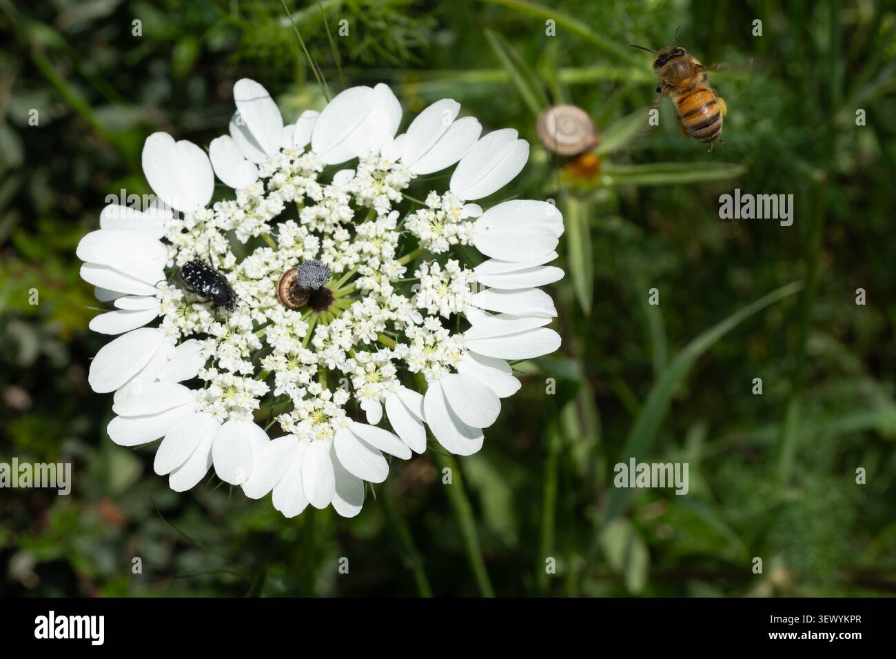 Ape del miele che si avvicina a un fiore bianco del pizzo della Regina Anna in un vibrante prato verde in primavera, simboleggiando l'impollinazione, la natura e la biodiversità Foto Stock