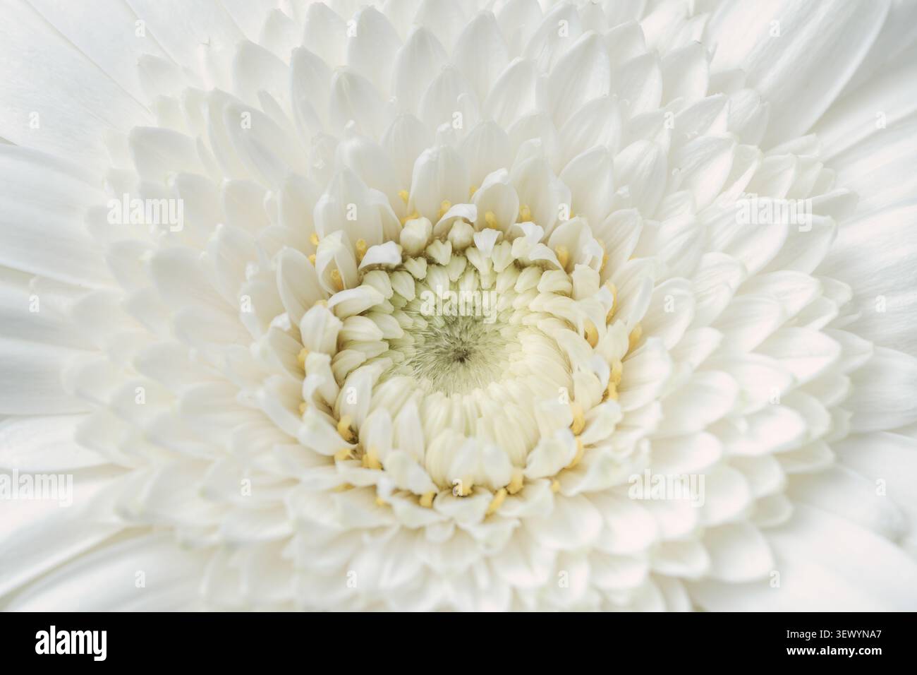 Il macro piano orizzontale Gerbera di fitti petali di fiori bianchi riempie la texture dello sfondo della cornice Foto Stock