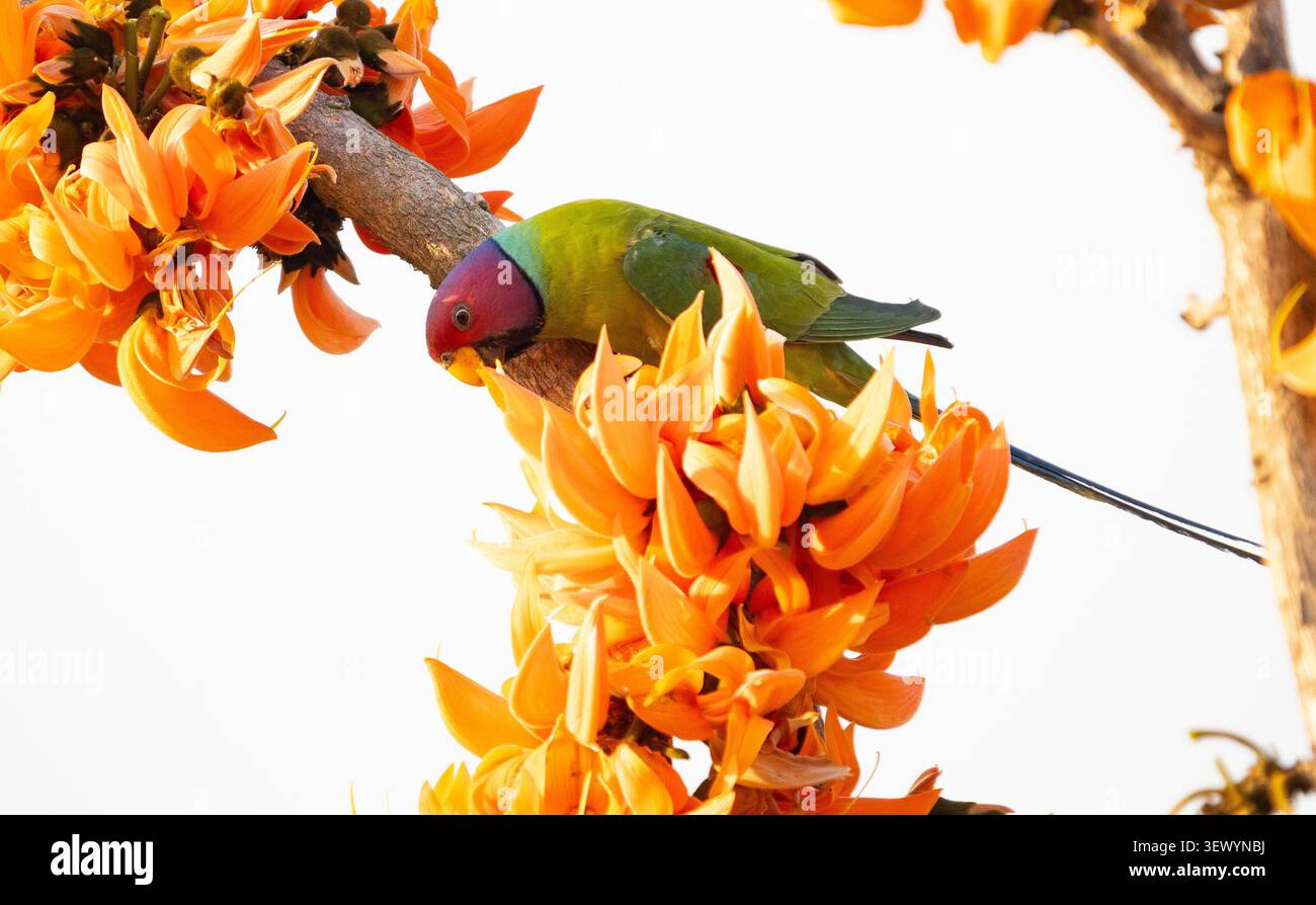 Parakeet con testa di prugne (Psittacula cyanocephala) Foto Stock