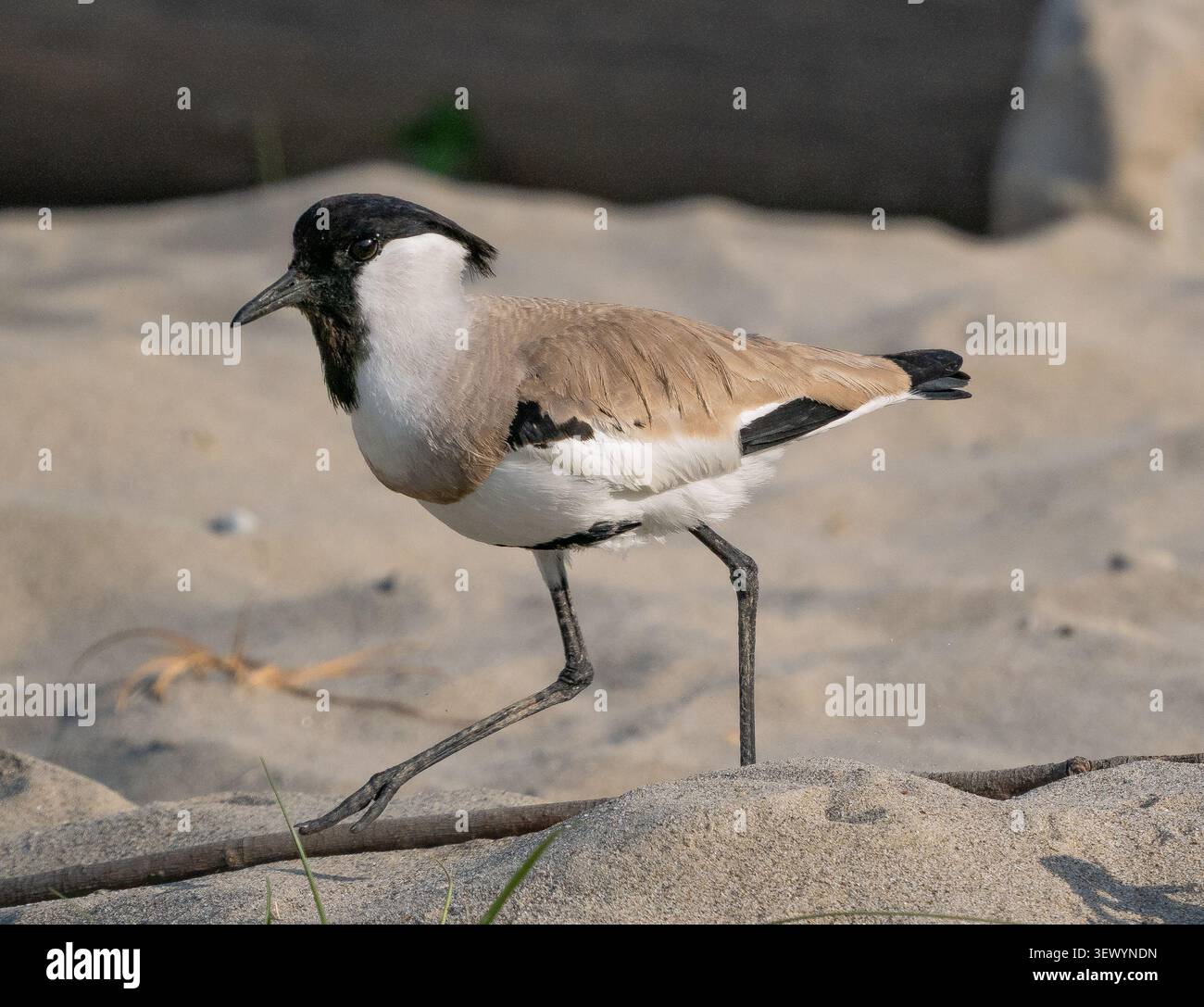 Fiume Lapwing (Vanellus duvaucelii) Foto Stock