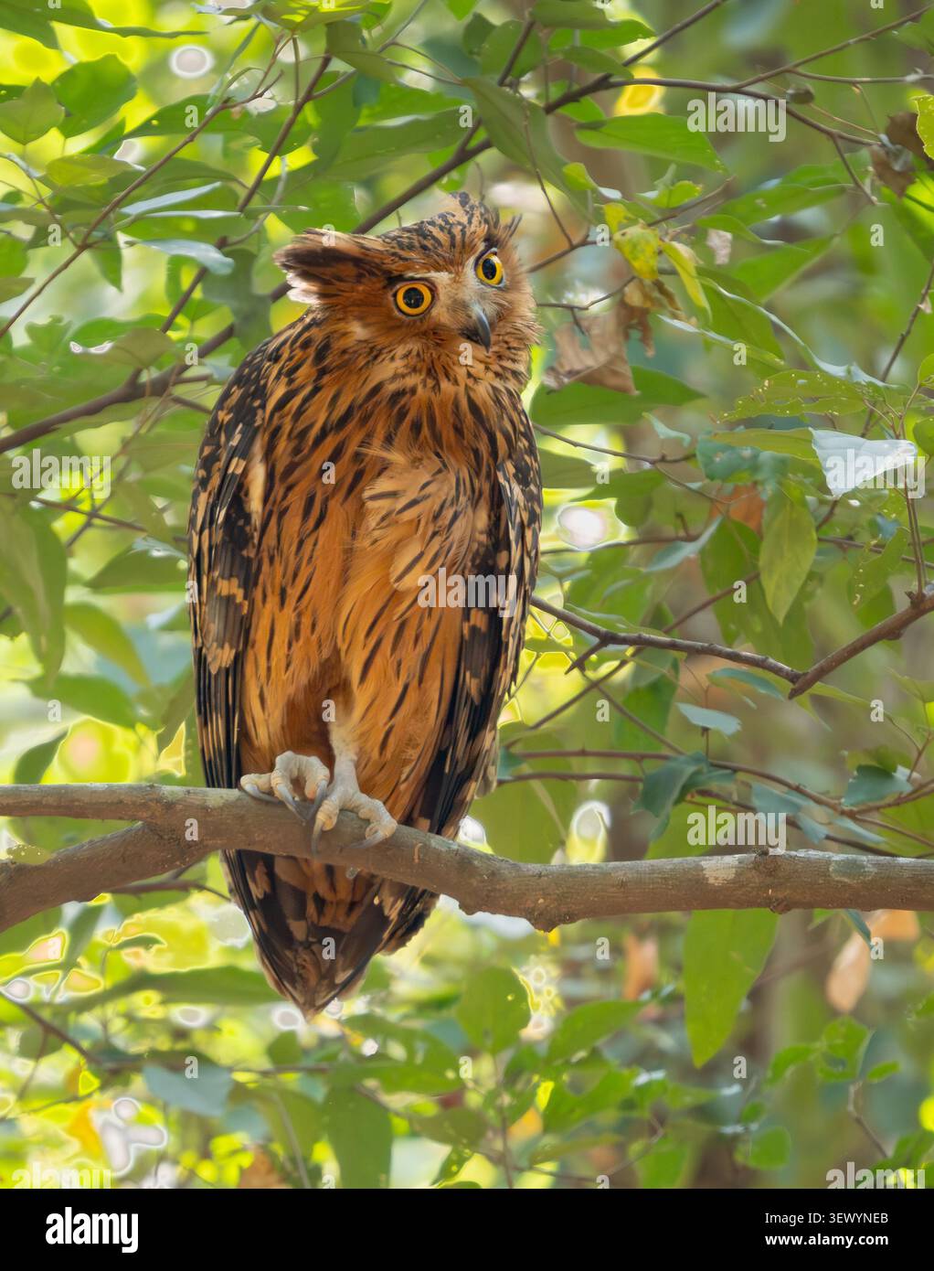 Gufo di pesce bruno (Ketupa zeylonensis) Foto Stock