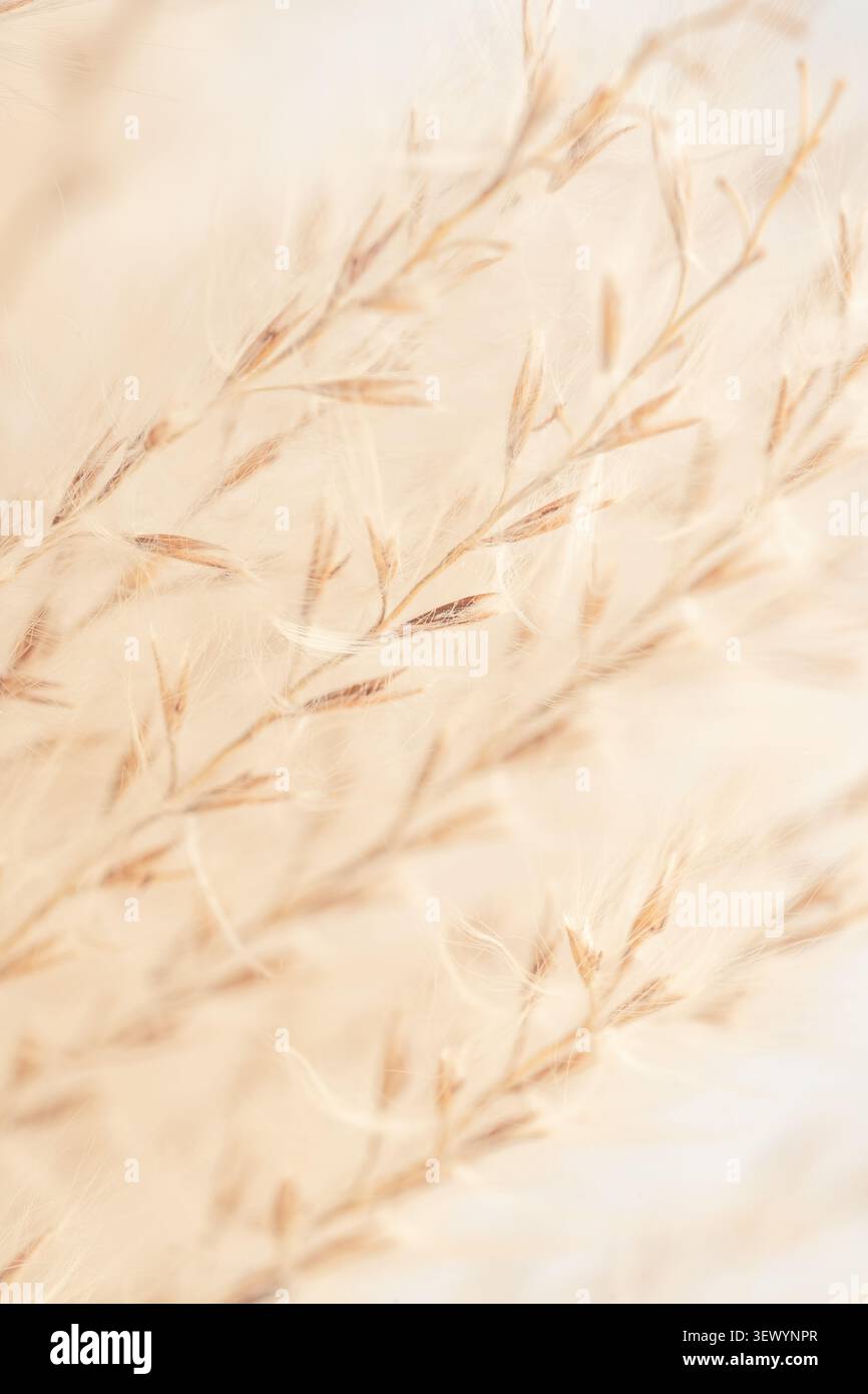 Miscanto macro verticale estrema messa a fuoco morbida primo piano di delicata e soffice pampas di beige Foto Stock