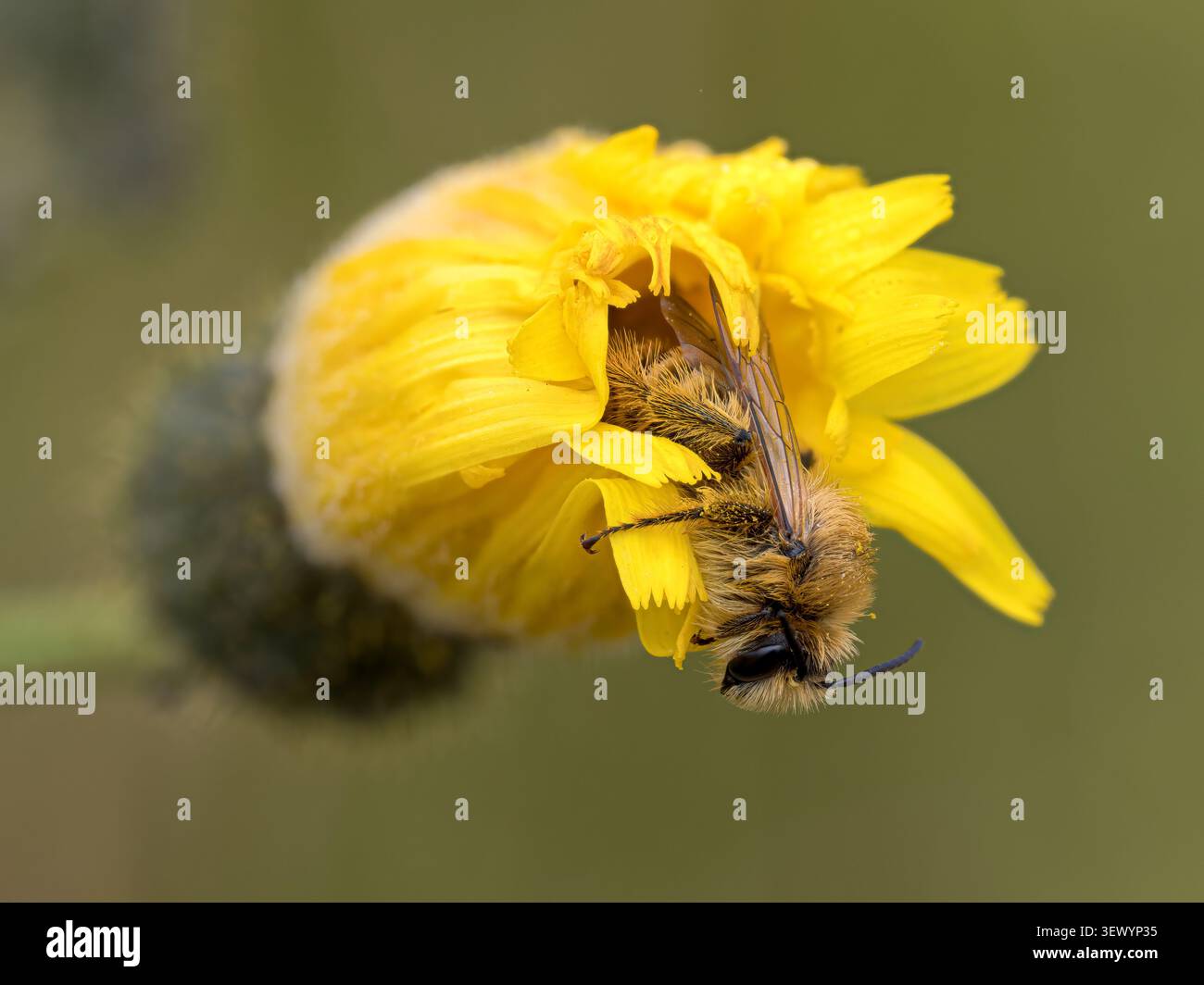 Pantaloon Bee, Hairy Legged Mining Bee, Dasypoda hirtipes; maschio adulto che riposa in un fiore di falco Norfolk July Foto Stock