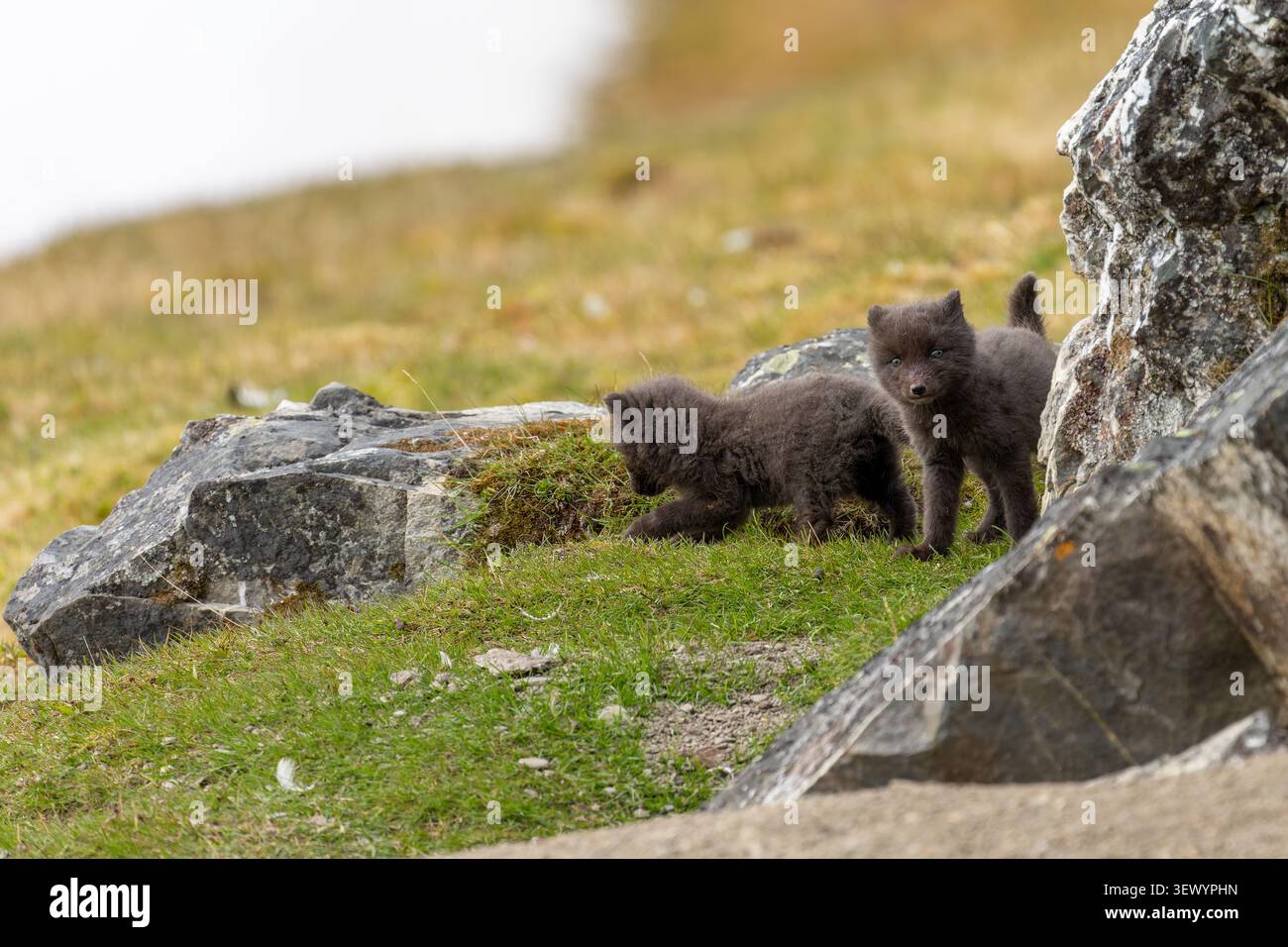 Due morbide divise di volpi artiche blu morfi sono in piedi ed esplorano un paesaggio roccioso e erboso, che mostra la loro curiosa natura nella natura selvaggia artica. Foto Stock