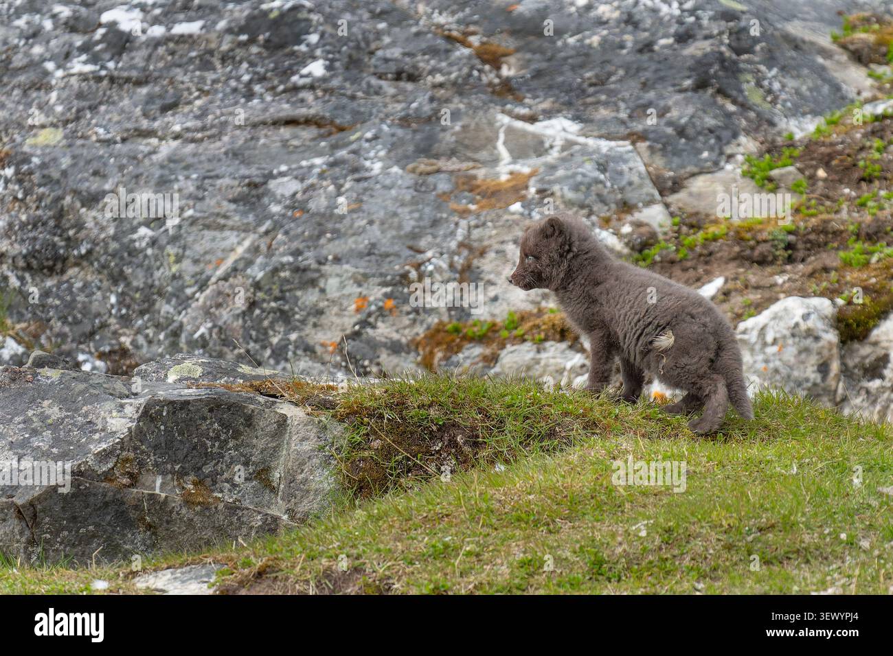 Giovane cucciolo di volpe artica morfo blu in piedi su un pendio erboso con sfondo roccioso, che guarda sul lato del suo habitat naturale, simboleggiando la fauna selvatica Foto Stock