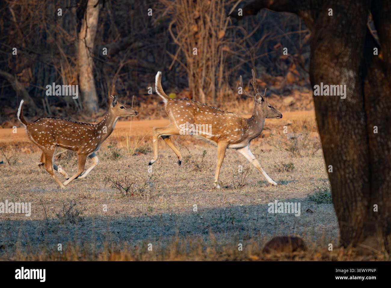 Spotted Deer (asse asse) Foto Stock