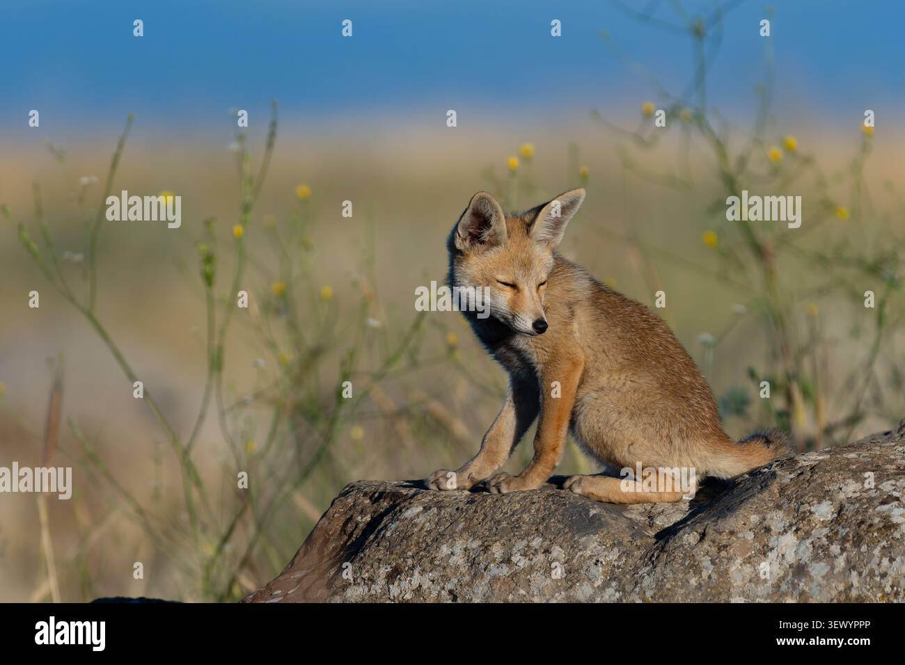 Kit della volpe rossa (Vulpes vulpes) seduto in modo allarmante su calde rocce illuminate dal sole, le orecchie si aprono e la testa girata, osservando l'ambiente naturale all'aperto sotto un c Foto Stock