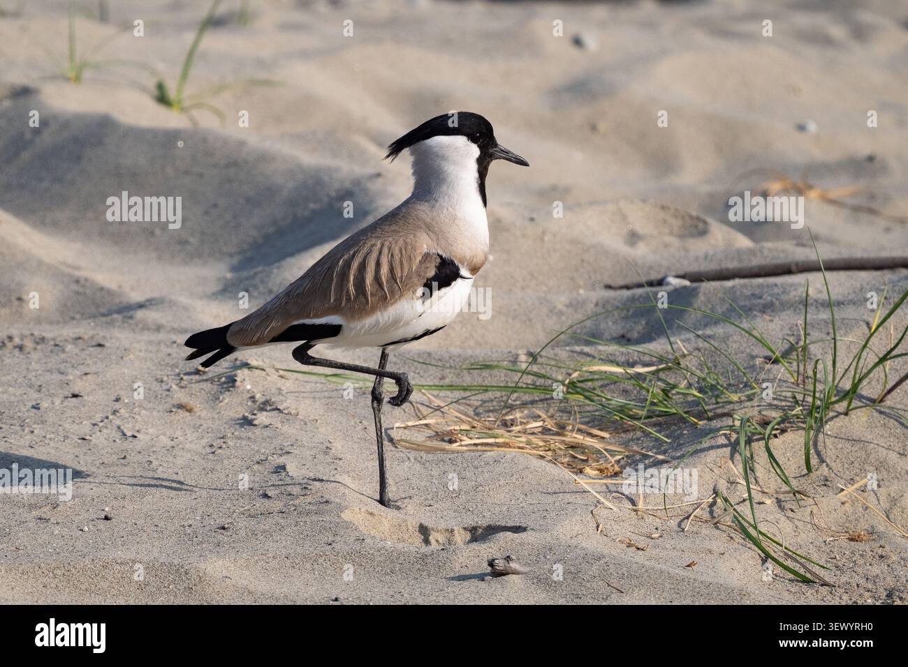 Fiume Lapwing (Vanellus duvaucelli) Foto Stock