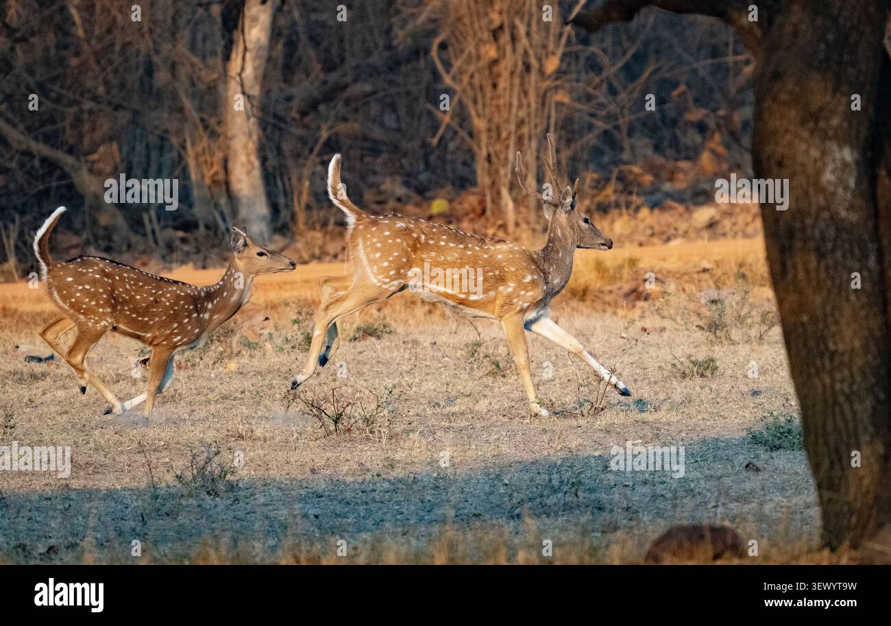 Spotted Deer (asse asse) Foto Stock