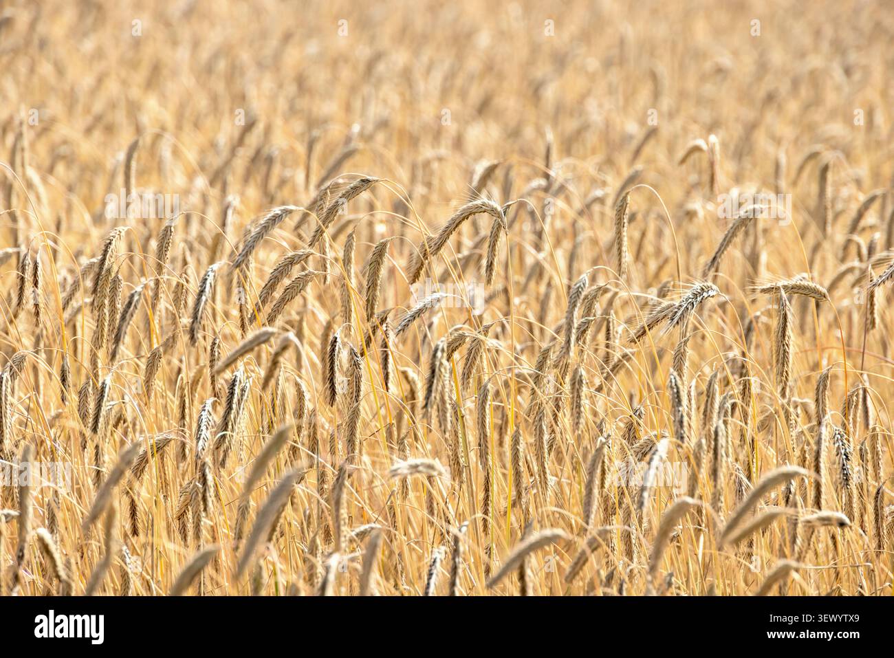 Campo di segale in estate Foto Stock