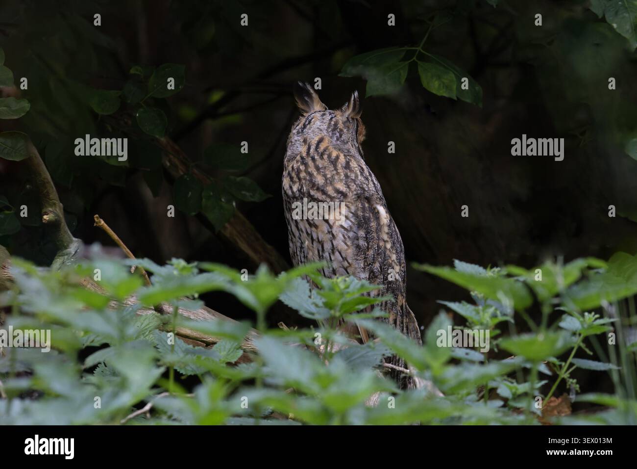 Gufo dalle orecchie lunghe (Asio otus) con la testa girata verso l'esterno mostrando il retro della testa Norfolk giugno 2026 Foto Stock