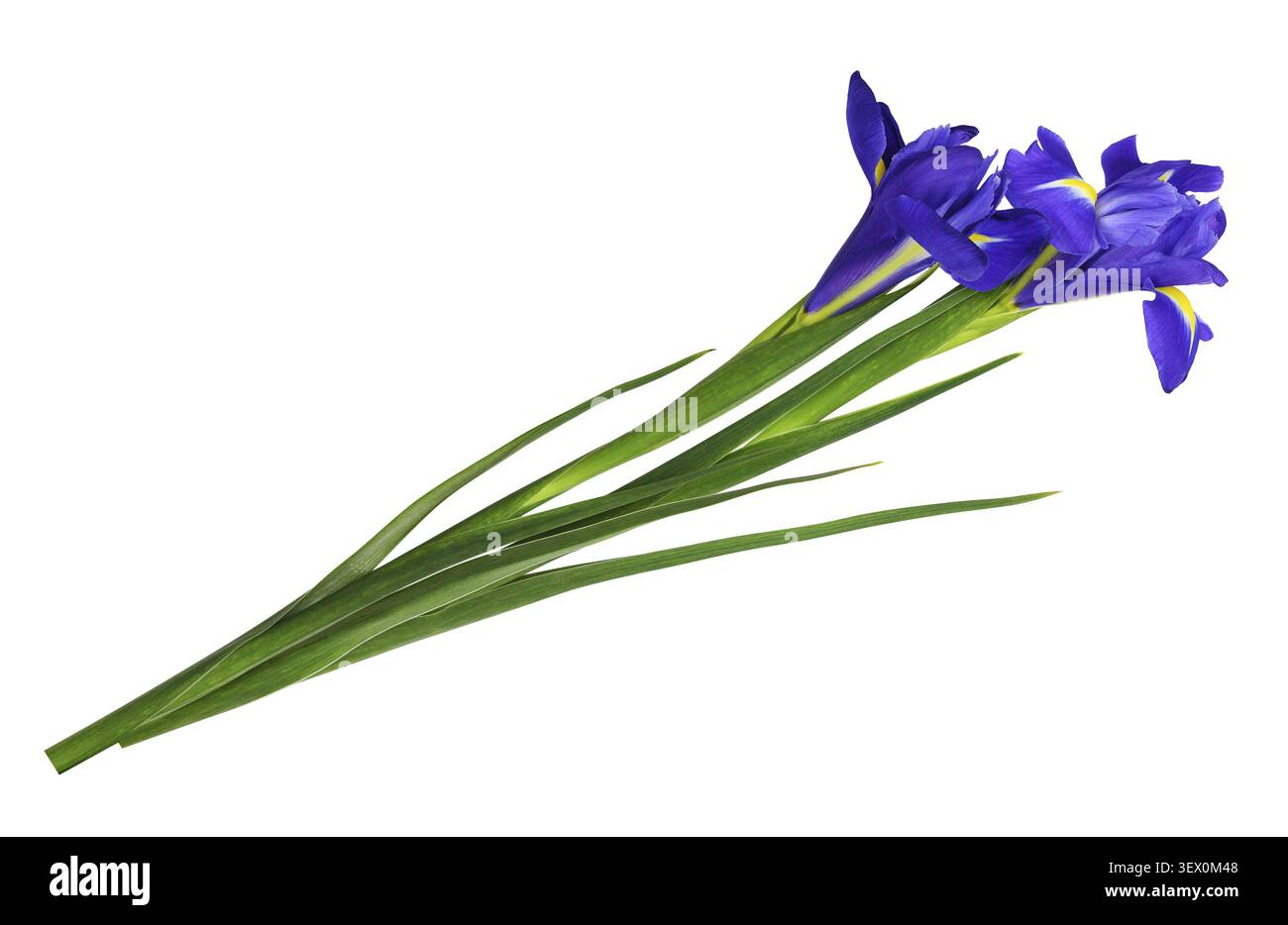 Coppia di fiori di Iris viola isolati su bianco. Vista profilo Foto Stock