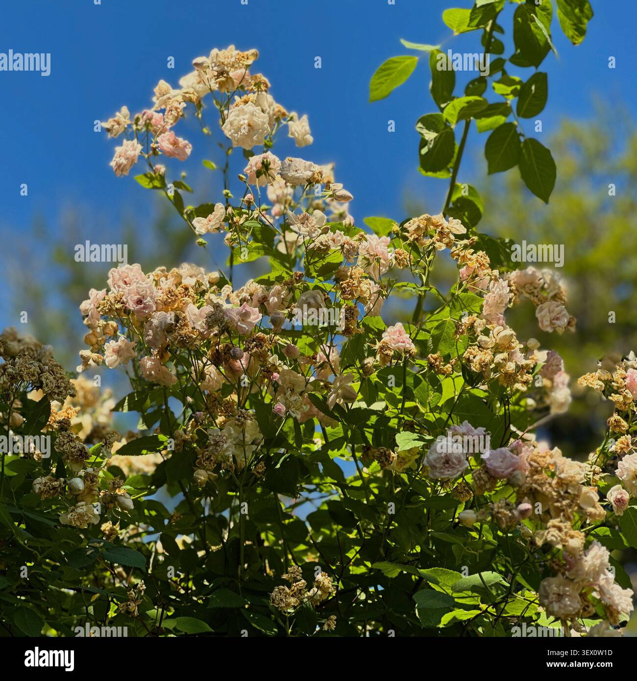 Locust Grove Estate, Poughkeepsie, Dutchess County, New York, Stati Uniti Foto Stock