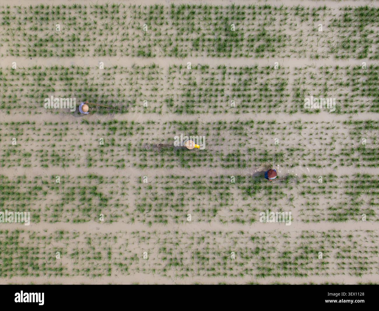 Vista aerea degli agricoltori che indossano cappelli conici che lavorano in una risaia allagata per eliminare erbacce o matun a Piyungan, regione speciale di Yogyakarta, i Foto Stock
