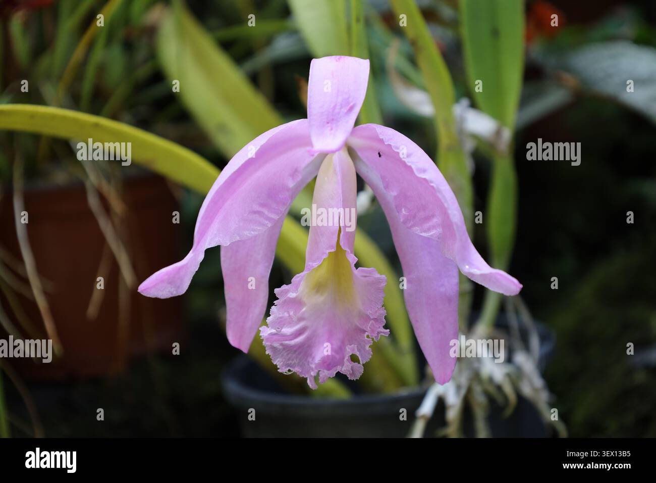 Fiore singolo, petali rosa pallido, labbro giallo a contrasto grande con frange (Cattleya-maxima, Ecuador, Perù) (macro, primo piano, orchidea, tropicale, esotica) Foto Stock