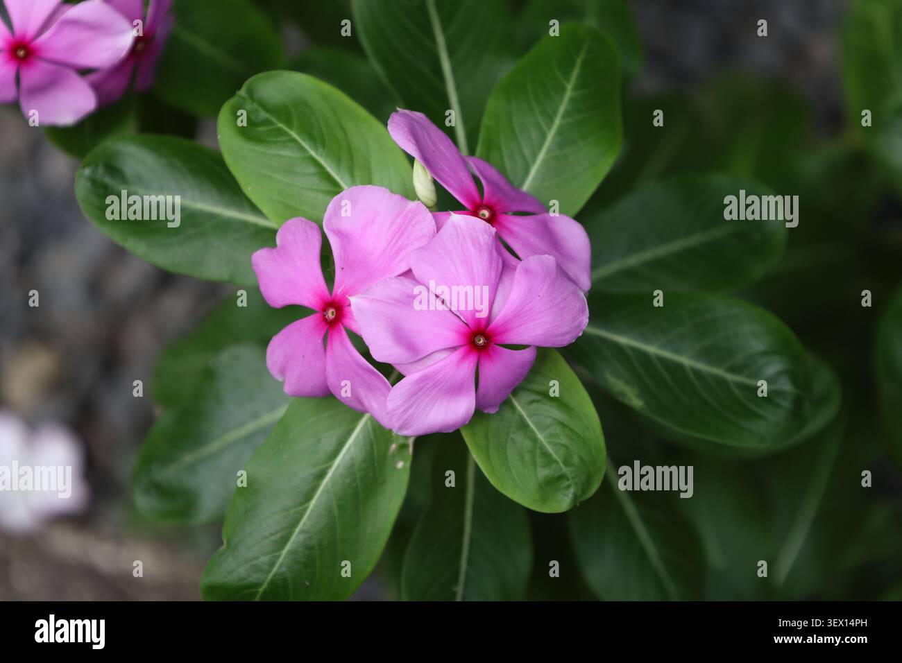 Ammasso di tre fiori rosa e viola con cinque petali su foglie verdi lucide (Catharanthus-roseus, Madagascar-Periwinkle) (macro, primo piano, pioggia-for Foto Stock