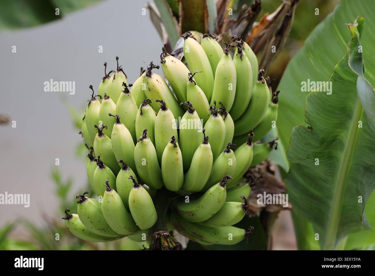 Grandi mazzi di banane verdi non mature, pianta di banane (sottogruppo Cavendish) (macro, primo piano, tropicale, esotica) Foto Stock