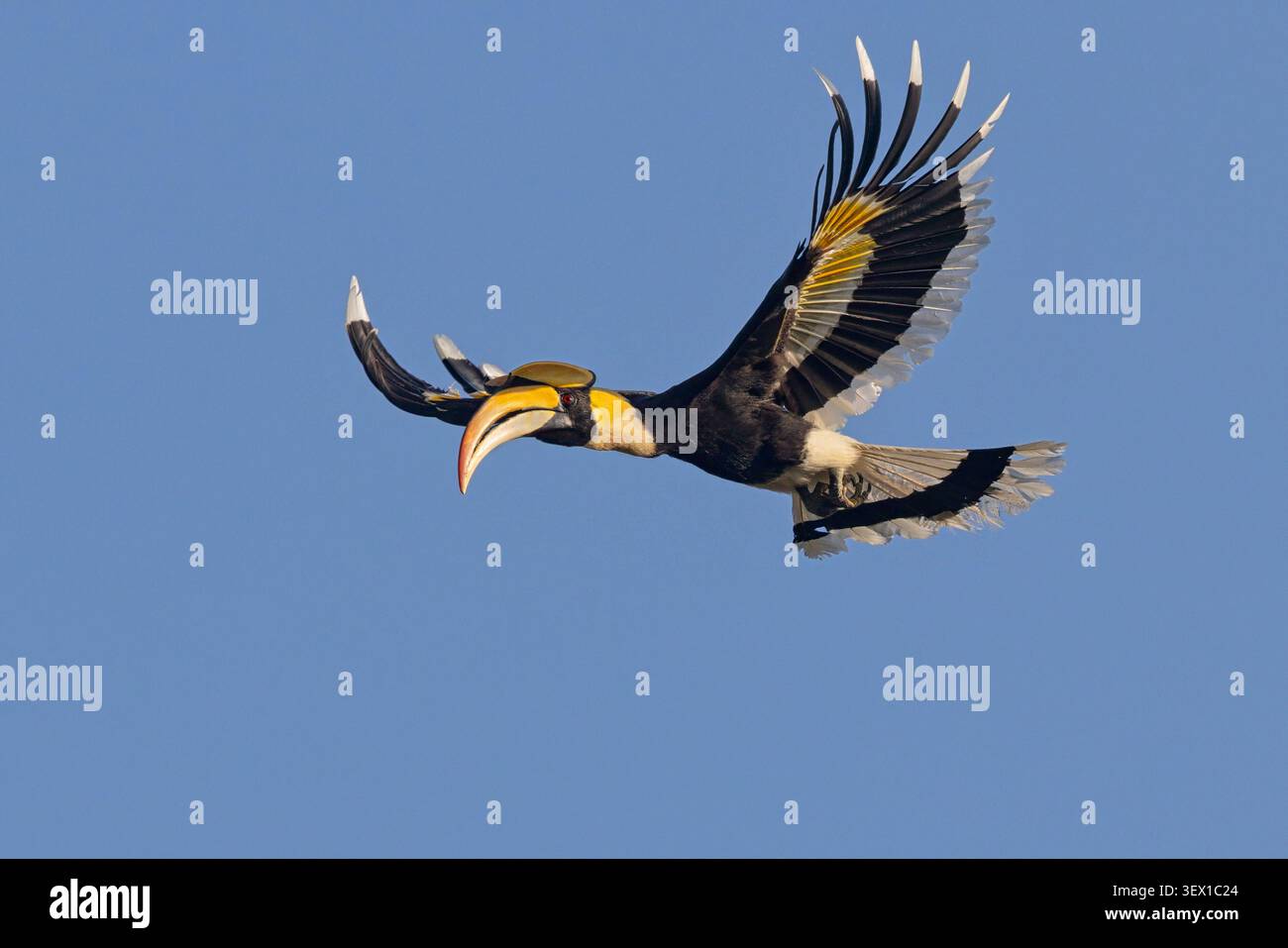 Great Hornbill, Mu si, Thailandia, marzo 2026 Foto Stock