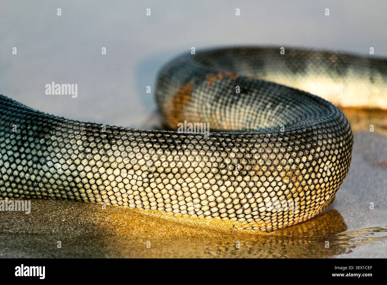 Macro close-up delle squame della pelle di un serpente marino arrotolate su sabbia bagnata, spiaggia di Calangute, Goa, India Foto Stock
