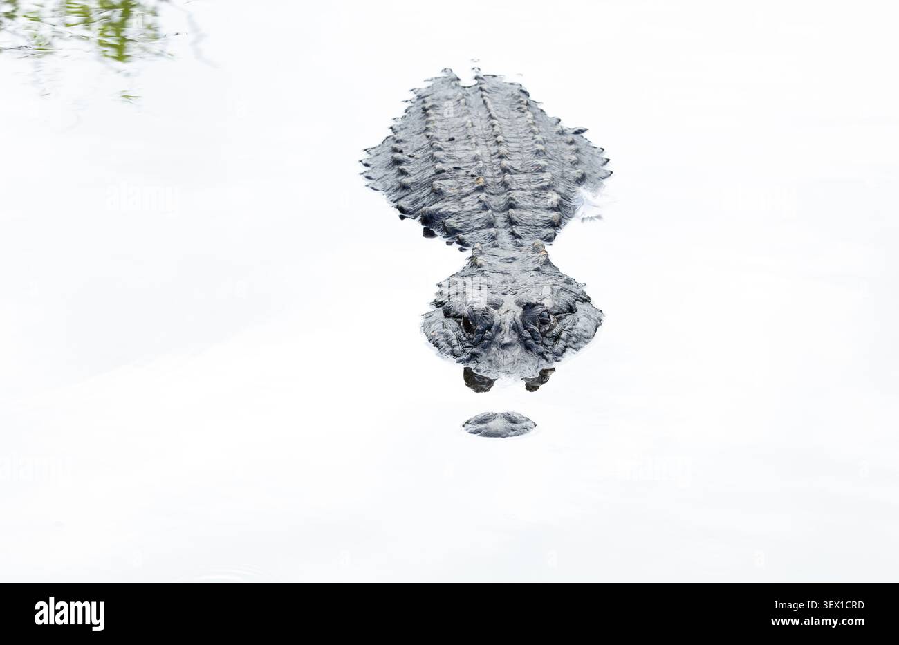 L'alligatore americano nuota. Wakodahatchee Wetlands. Delray Beach, Florida, Stati Uniti. Foto Stock