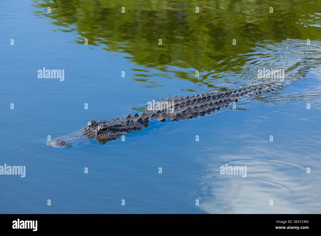 L'alligatore americano nuota. Wakodahatchee Wetlands. Delray Beach, Florida, Stati Uniti. Foto Stock