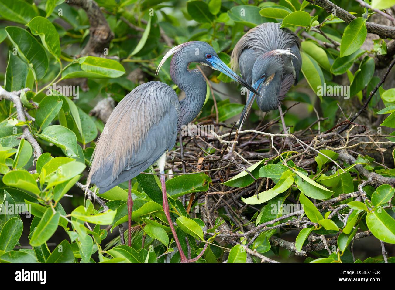 Aironi tricolori nel nido. Wakodahatchee Wetlands. Delray Beach, Florida, Stati Uniti. Foto Stock