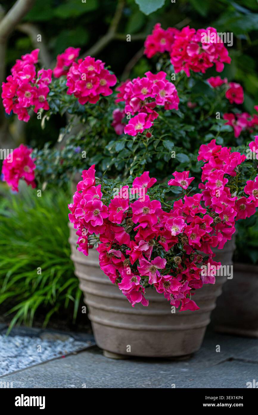 Le vivaci rose rosa "Stadt Rom" (città di Roma) si innalzano sul bordo di una pentola di ceramica rustica, creando una splendida esposizione di colori ricchi e lussureggianti folia Foto Stock