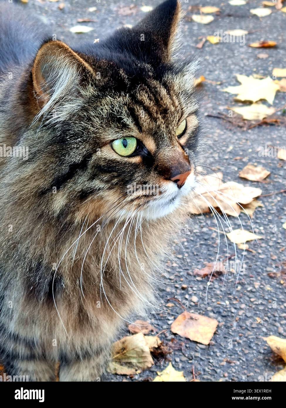 Scena stagionale accogliente con un animale domestico curioso che si gode il tranquillo paesaggio autunnale - Immagine stock catturata con smartphone