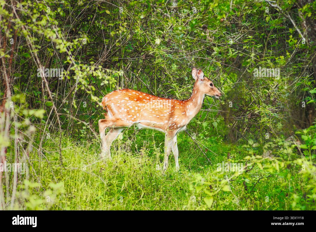 Cervo avvistato nello Sri Lanka, noto anche come cervo dell'asse dello Sri Lanka, asse dell'asse ceylonensis, nella foresta del Parco nazionale di Udawalawe, Sri Lanka. Foto Stock