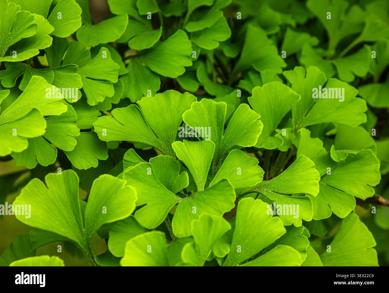 Ginkgo Tree (Ginkgo biloba) o Gingko con sfondo verde brillante. Primo piano selettivo. Un concetto naturale di carta da parati fresca. Ideale per l'architettura paesaggistica, Foto Stock