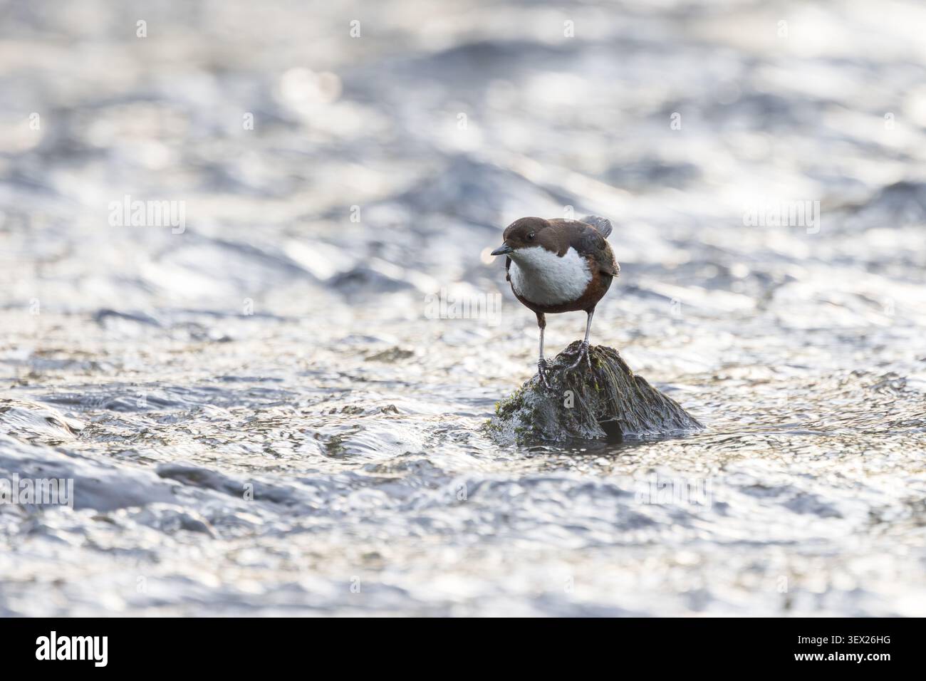 Dipper [ Cinclus Cinclus ] su una roccia nel fiume Cleddau alla luce del mattino presto, Galles del Sud, Regno Unito Foto Stock