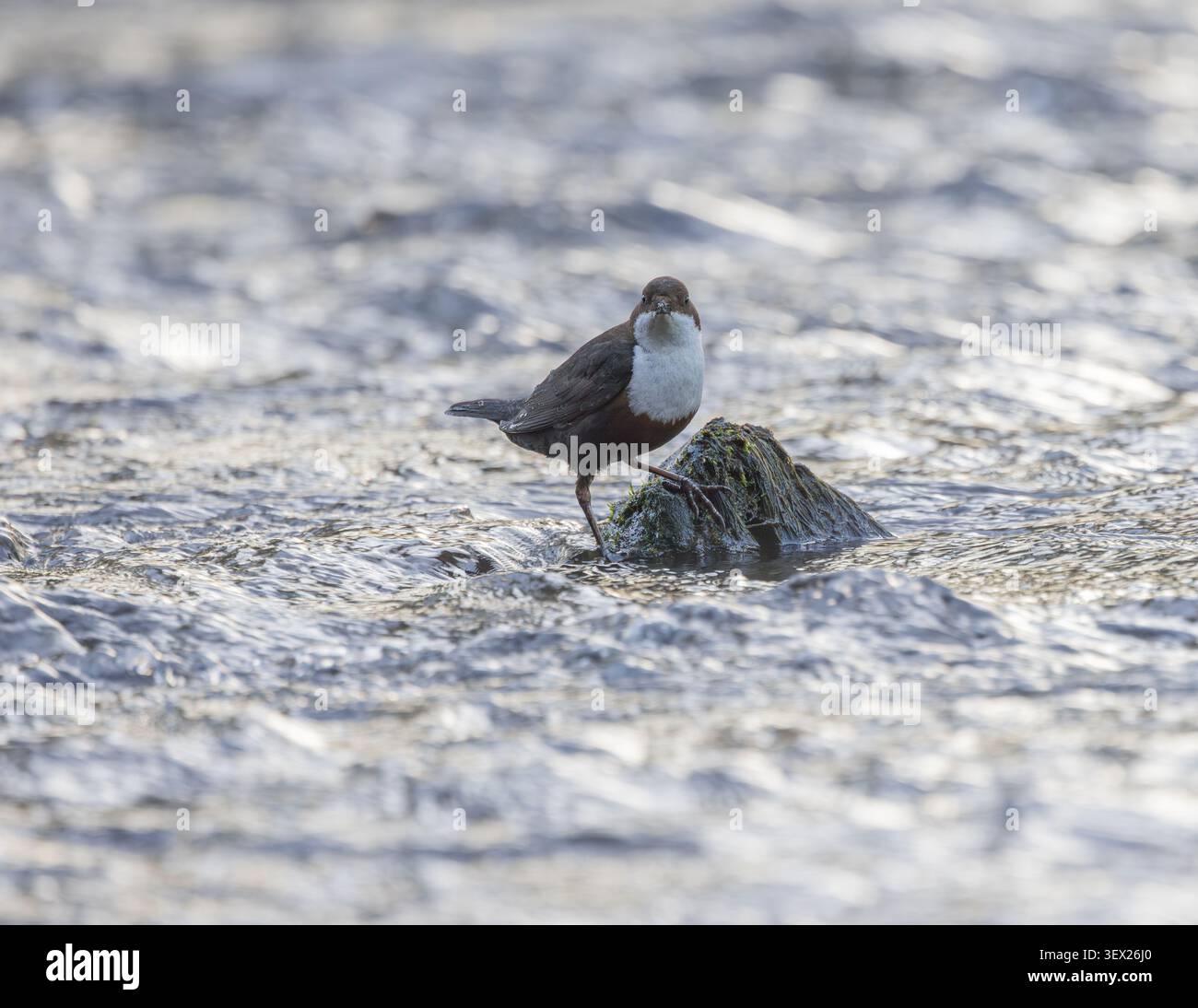 Dipper [ Cinclus Cinclus ] su una roccia nel fiume Cleddau alla luce del mattino presto, Galles del Sud, Regno Unito Foto Stock