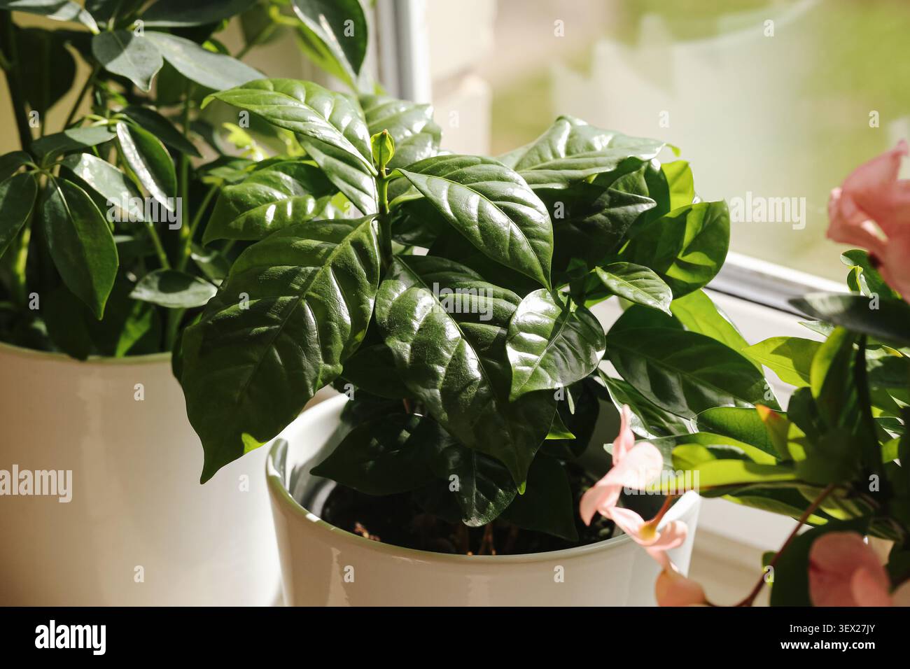 Pianta di basilico fresco che cresce all'interno vicino alla finestra. Erbe aromatiche di fondo per una cucina sana giardinaggio ingredienti biologici e cucine casalinghe. Foto Stock