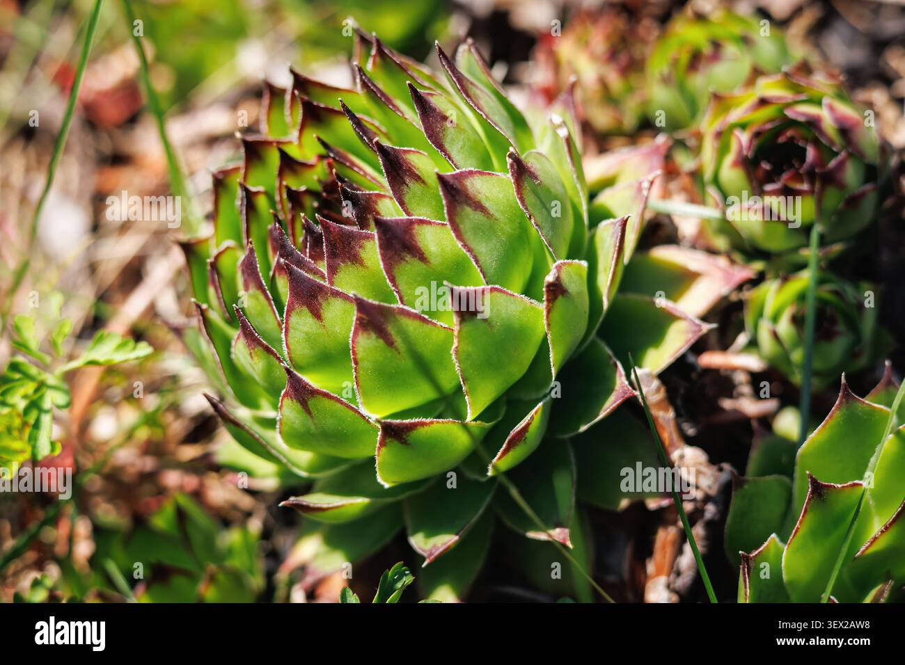 Rosetta di Sempervivum verde alla luce del sole Foto Stock