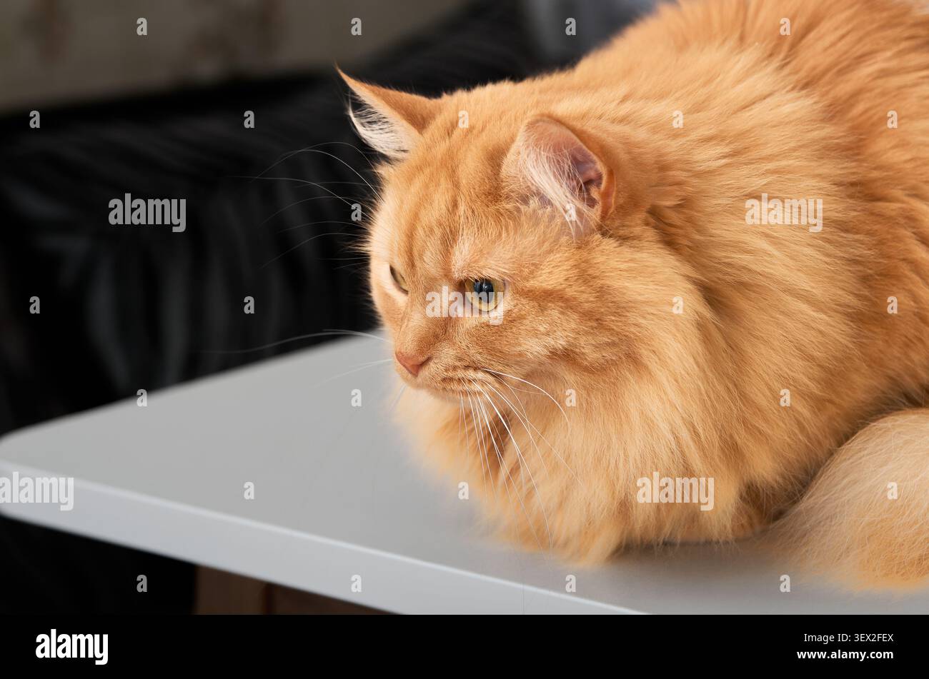 Un morbido gatto arancione si riposa tranquillamente su un tavolo bianco pulito in una cucina di casa, osservando curiosamente qualcosa fuori dalla macchina fotografica Foto Stock