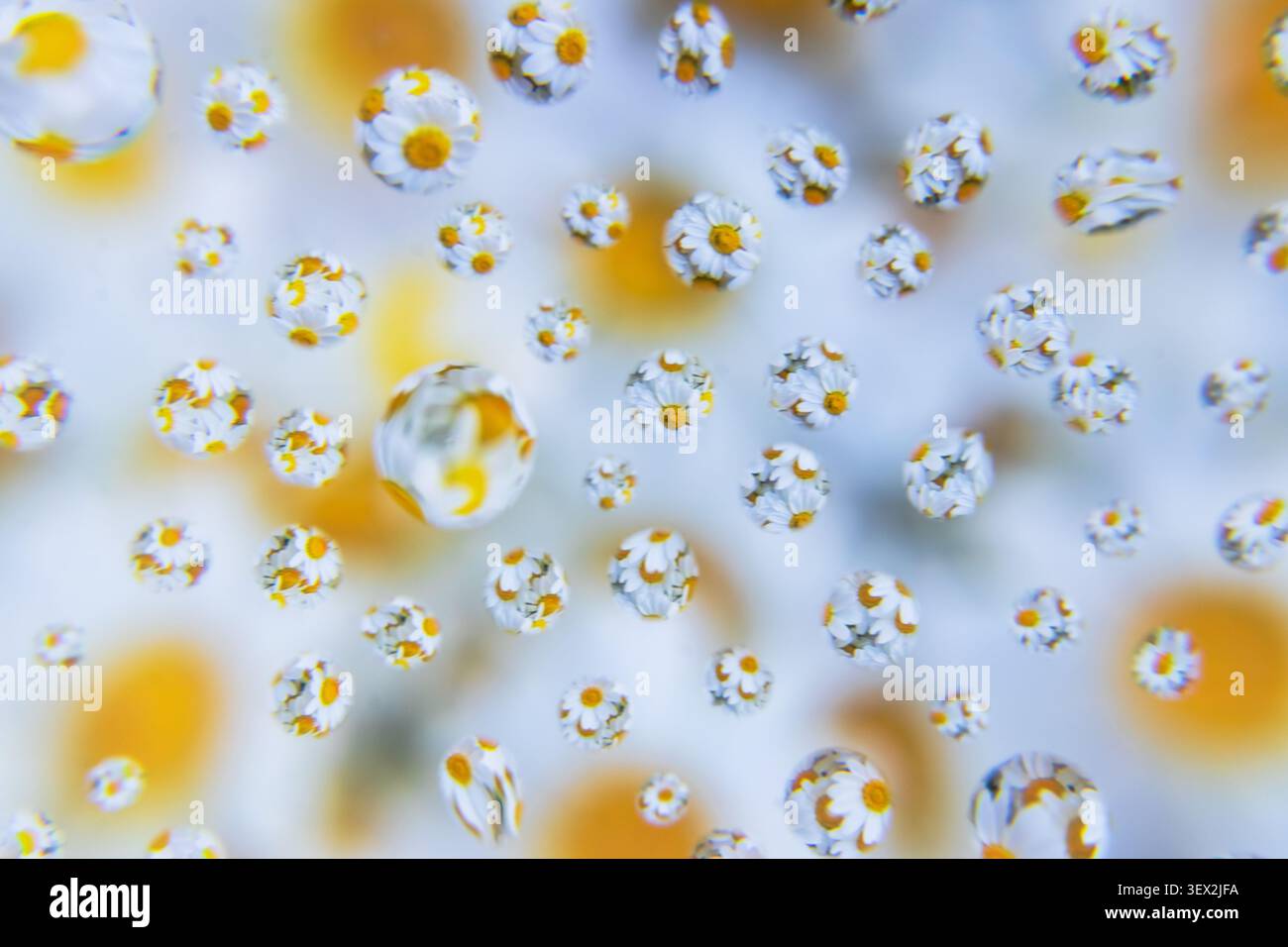 Le gocce d'acqua intrappolano delicati fiori bianchi con centri gialli. I fiori a margherita appaiono attraverso il vetro, sfocati sullo sfondo. La luce si riflette dolcemente Foto Stock