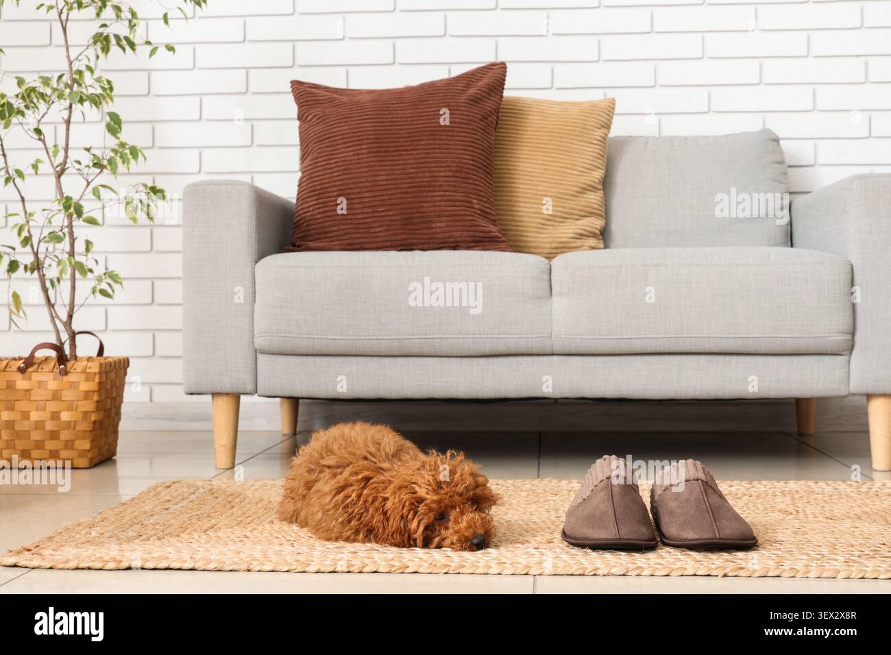 Accogliente soggiorno con un piccolo cane appoggiato su un tappeto e pantofole Foto Stock