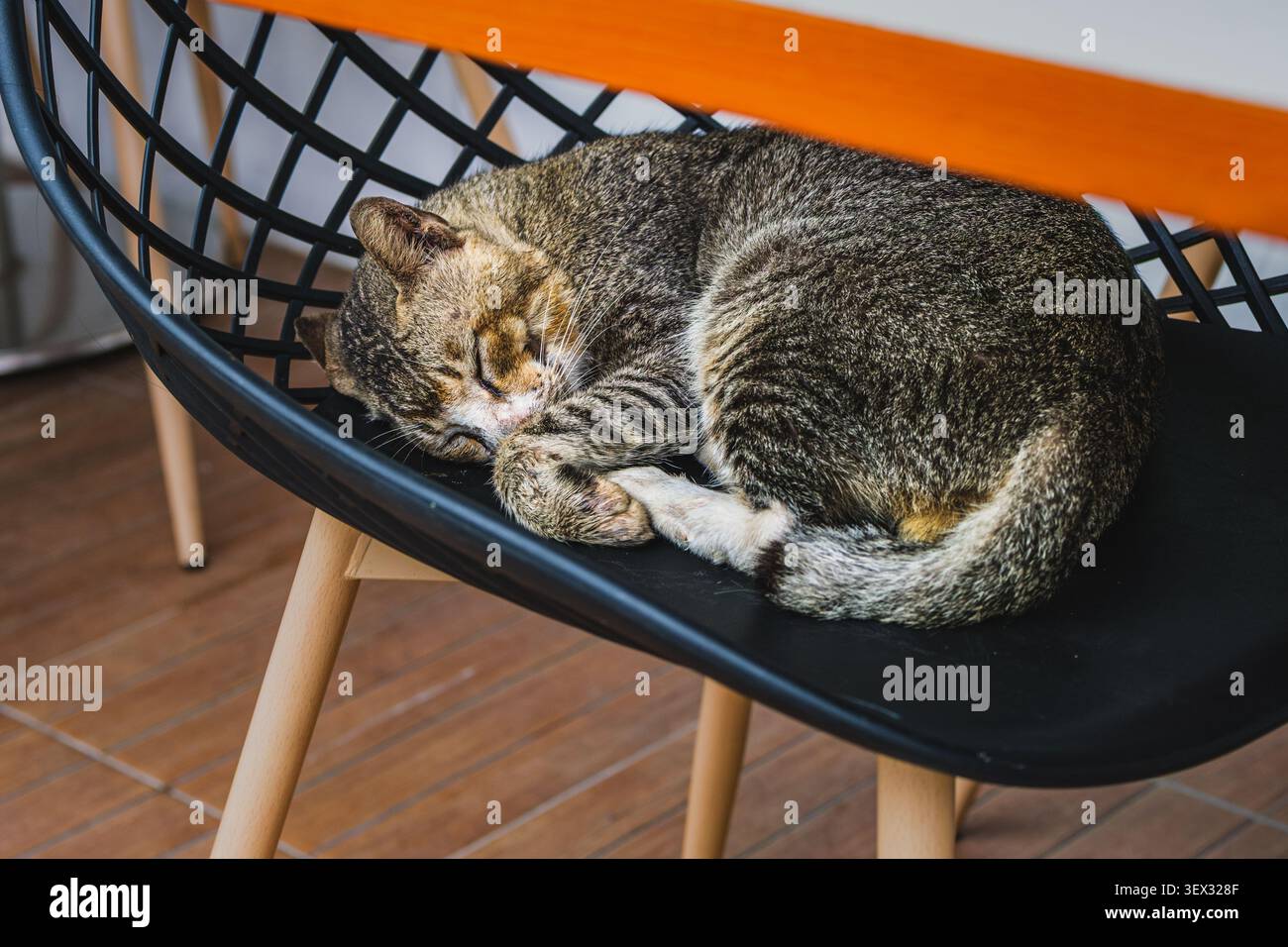 Uno scatto ravvicinato di un gatto tabby marrone domestico che dorme pacificamente, avvolto su una moderna sedia in plastica nera con gambe in legno sotto un tavolo. Foto Stock