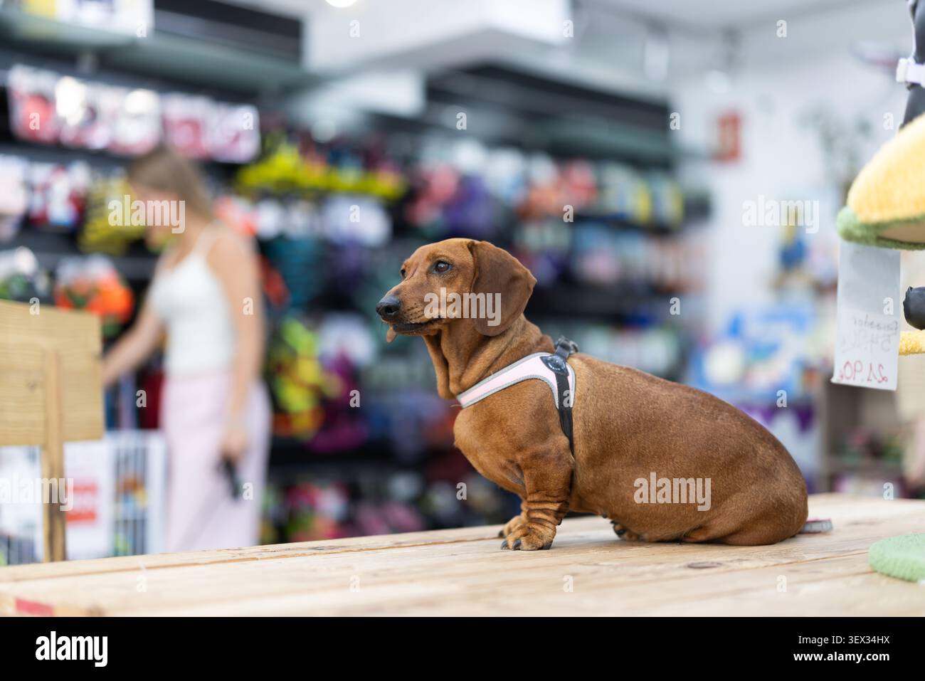 cane da dachshund seduto sul tavolo Foto Stock