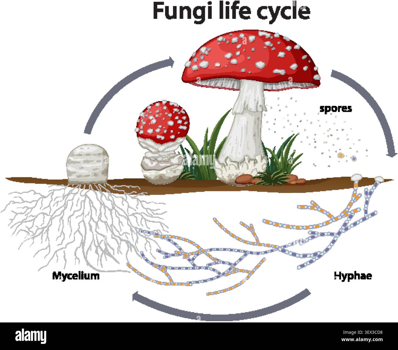 La grafica vettoriale scientifica spiega la riproduzione fungina, incluso lo sviluppo del micelio e il rilascio di spore su sfondo bianco Illustrazione Vettoriale