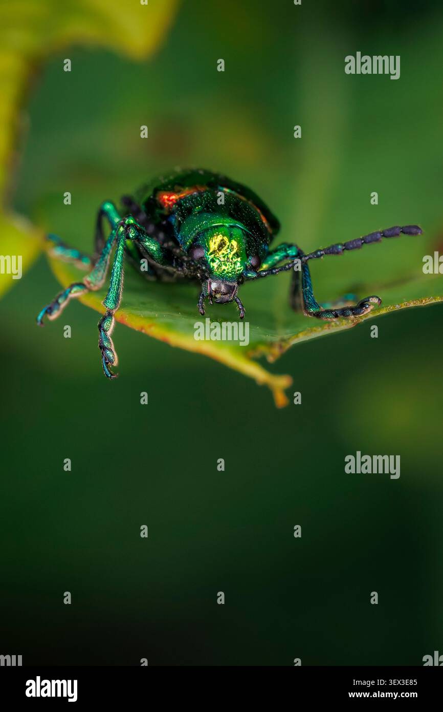Vivace scarabeo verde iridescente Gastrophysa viridula che poggia su una vista macro ravvicinata della foglia su uno sfondo verde naturale sfocato Foto Stock