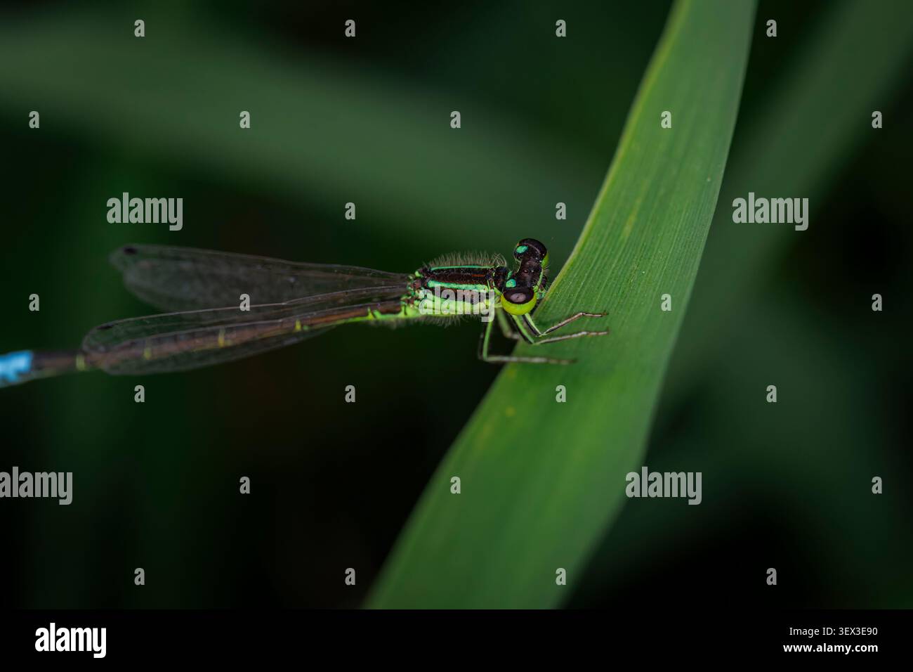 La dondola verde brillante della coda orientale Ischnura verticalis, appoggiata su una lama d'erba, ravvicinano la vista macro su uno sfondo scuro e sfocato Foto Stock