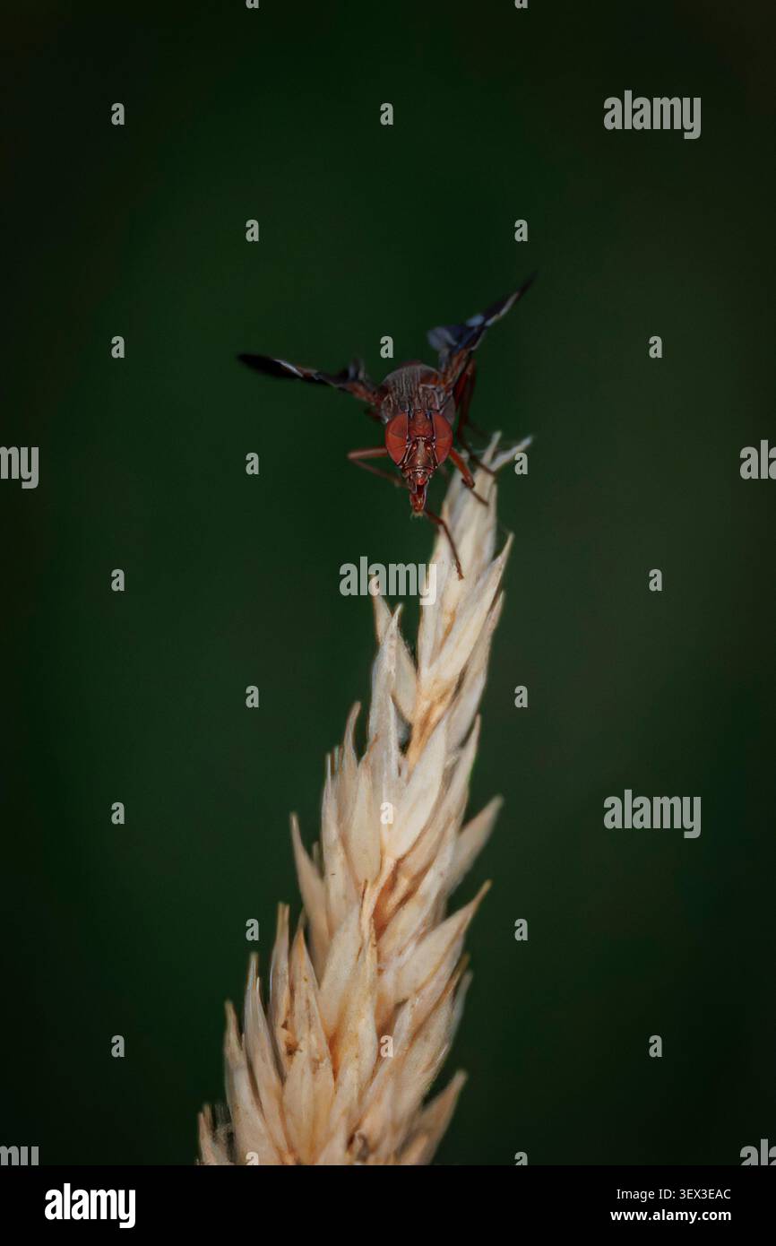 Immagina la mosca alata Delphinia picta arroccata su una testa di semi di erba secca su uno sfondo verde scuro in una vista macro ravvicinata Foto Stock