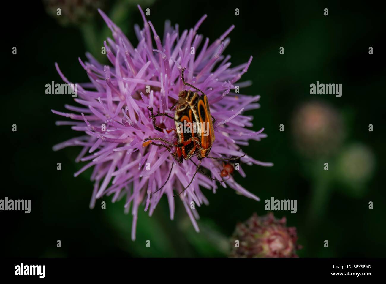 Accoppiare gli scarabei dei soldati in similpelle ai margini su un vibrante fiore di cardo di campo viola in un lussureggiante giardino naturale all'aperto con vista ravvicinata Foto Stock