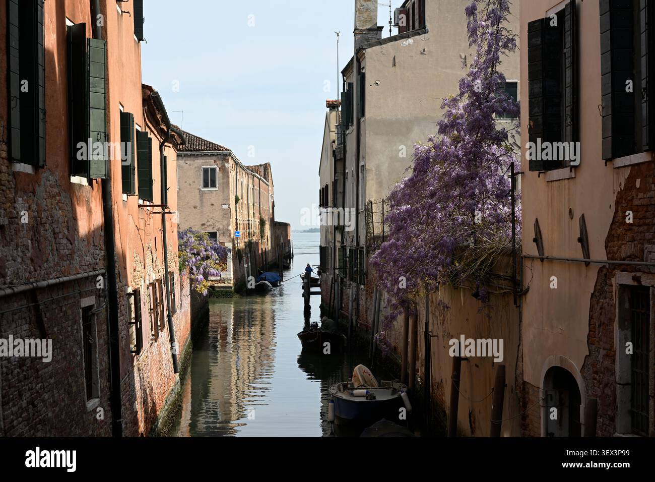Strada lungo il canale fiancheggiata da glicine fiorite a Venezia, Italia. Foto Stock